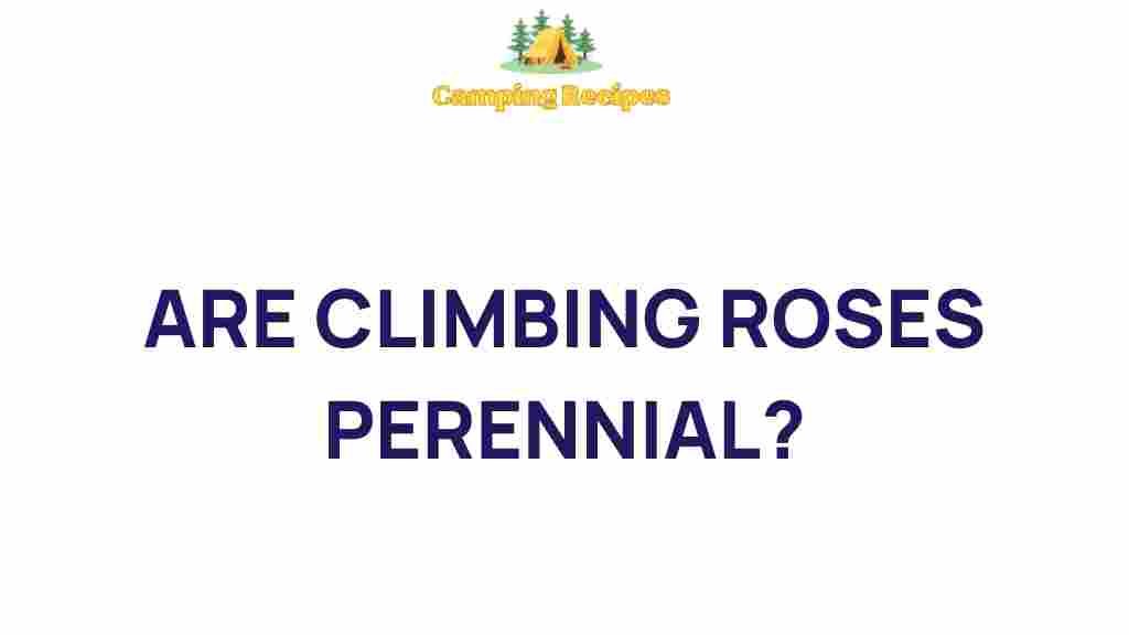 climbing-roses-perennial