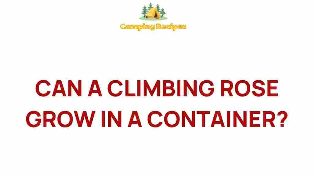 climbing-rose-container