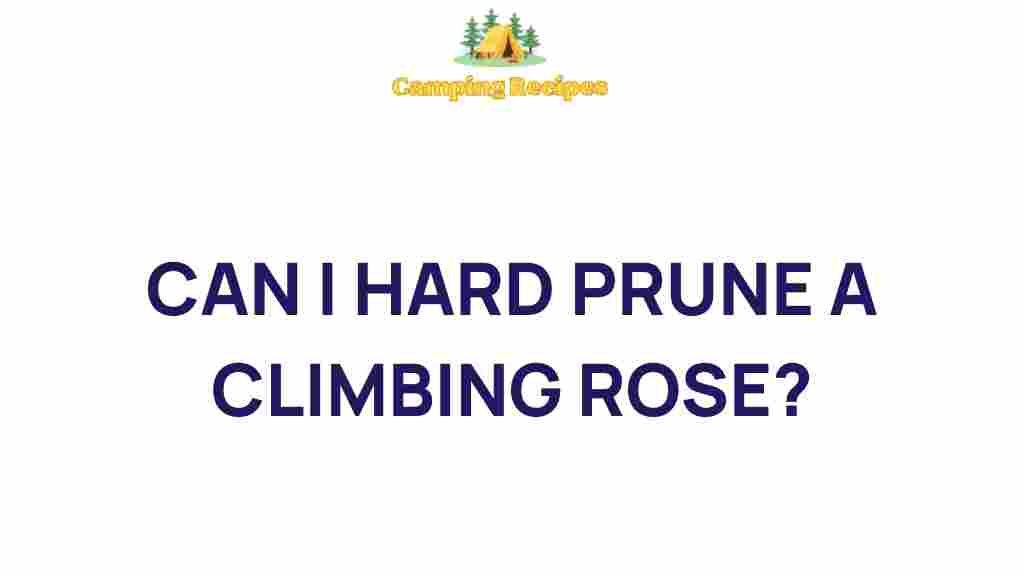 climbing-rose-hard-pruning