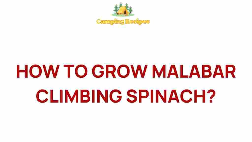 malabar-climbing-spinach