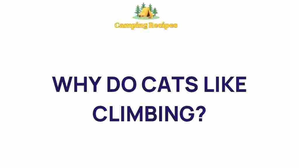 cats-climbing-behavior