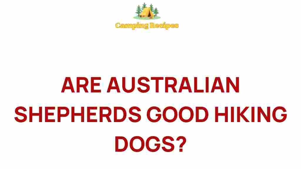 australian-shepherds-hiking-dogs