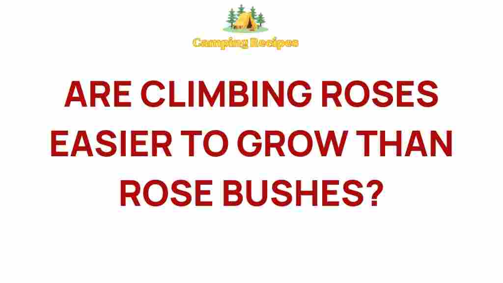 climbing-roses-easier-than-rose-bushes