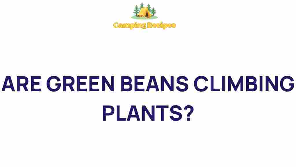 green-beans-climbing-plants