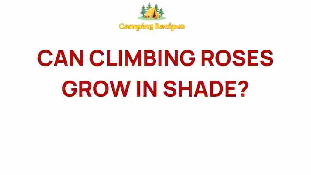 climbing-roses-grow-in-shade