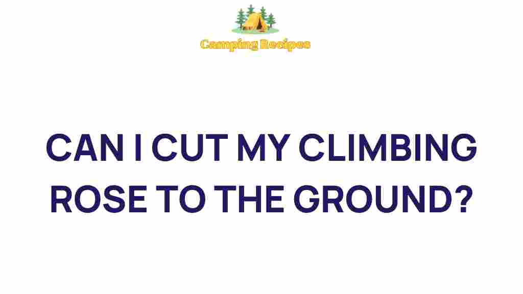 climbing-rose-cutting-ground