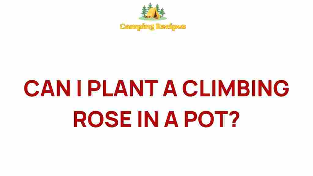 climbing-rose-in-a-pot