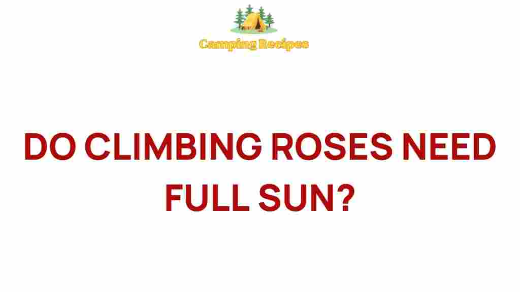 climbing-roses-sunlight-requirements