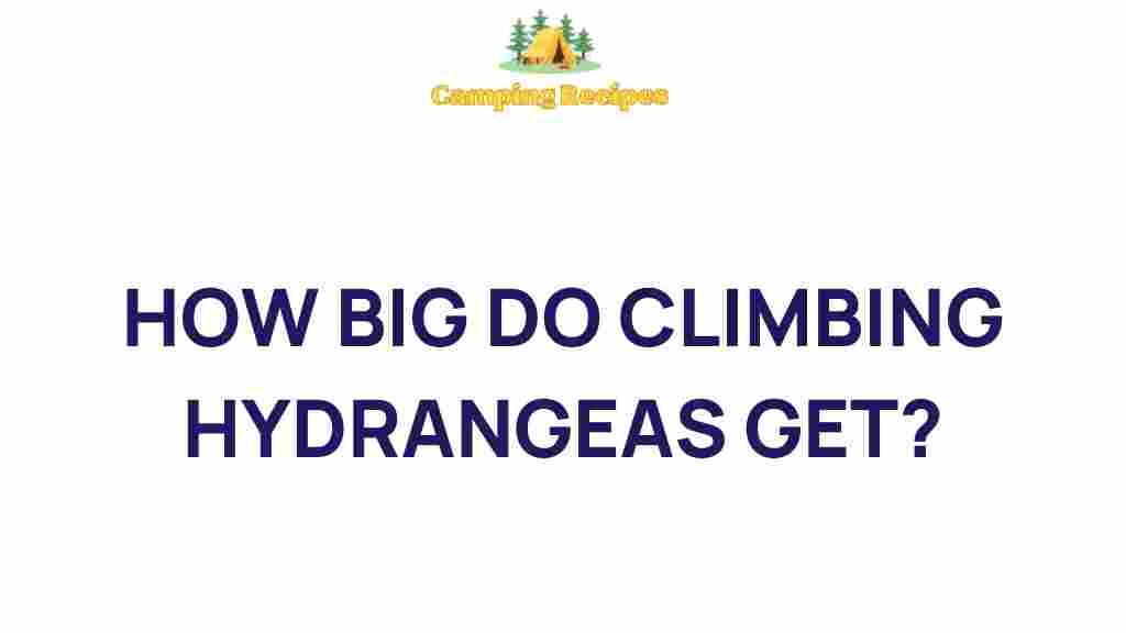 climbing-hydrangeas-growth