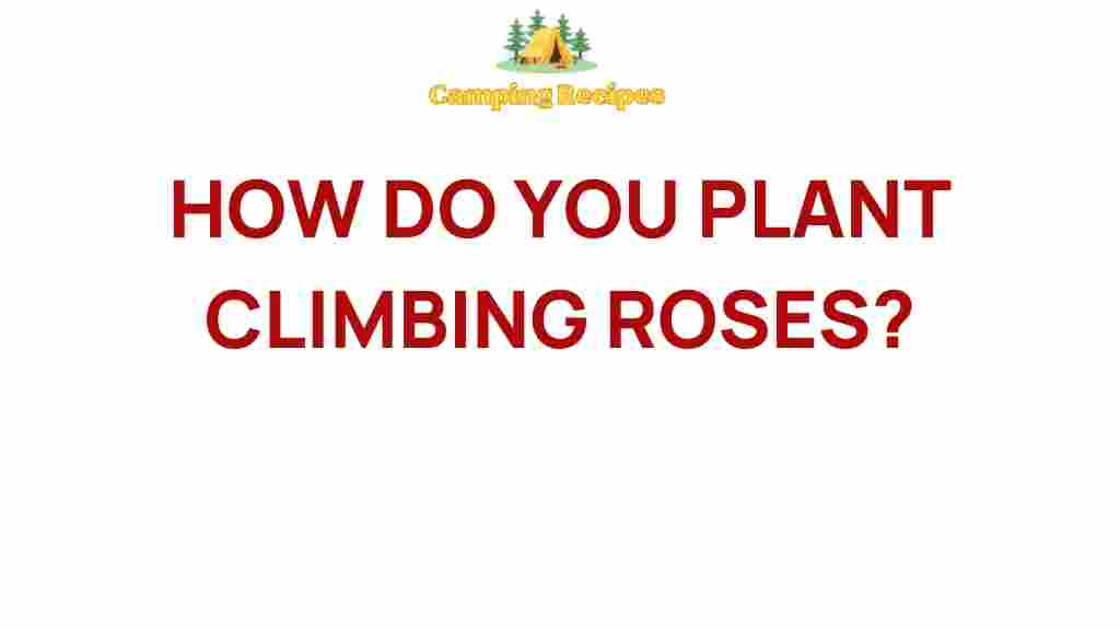 climbing-roses-planting-tips