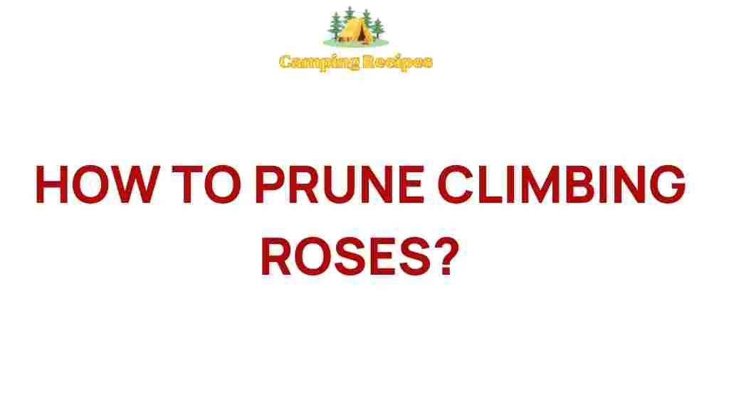 climbing-roses-pruning-guide