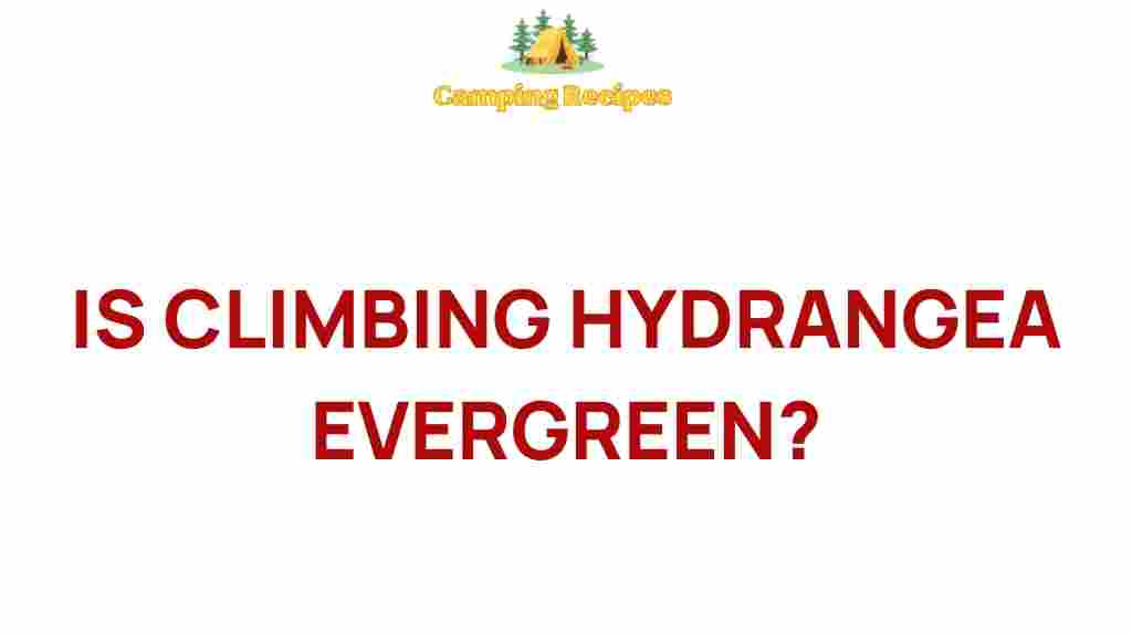 climbing-hydrangea-evergreen