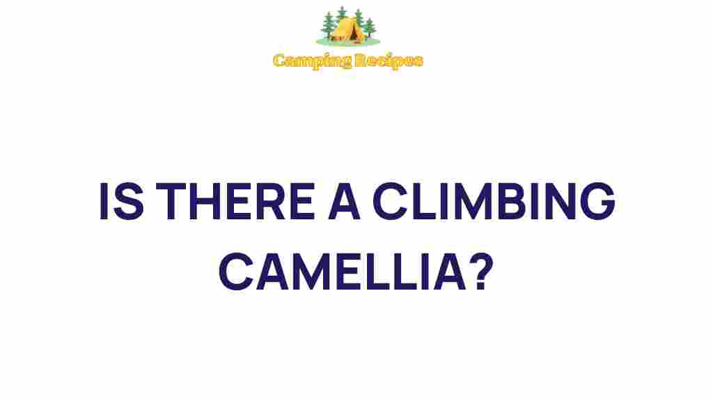 climbing-camellia-mystery