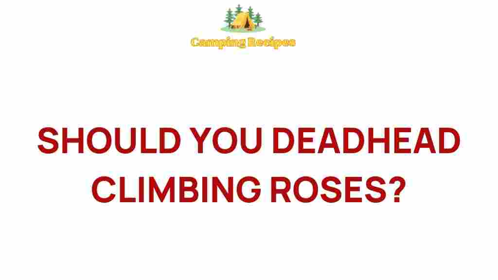 deadheading-climbing-roses