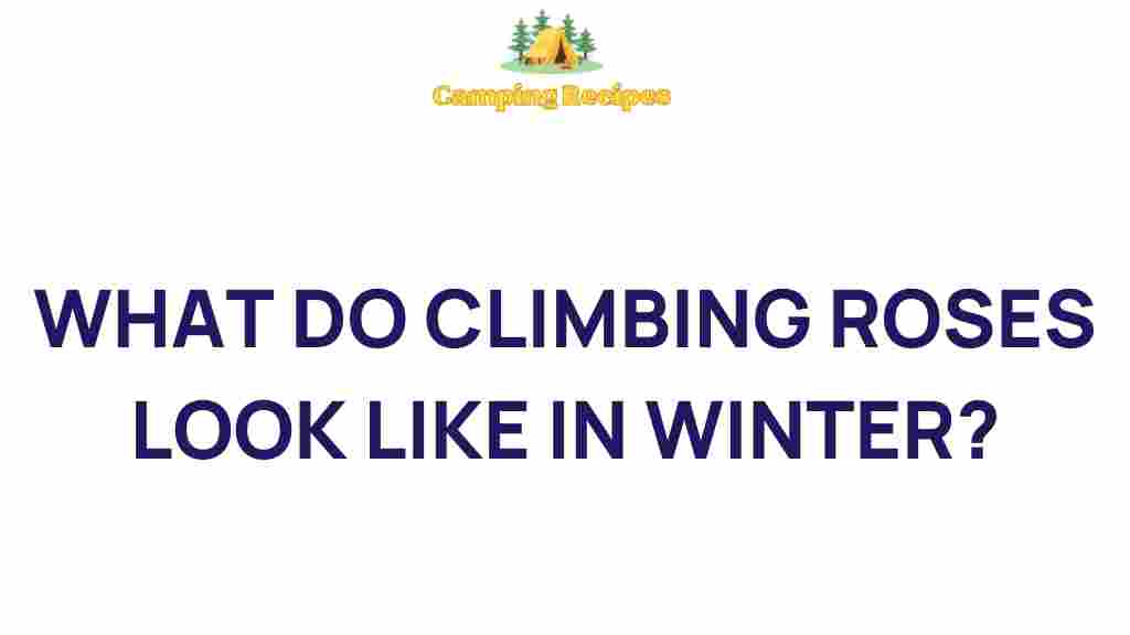climbing-roses-winter