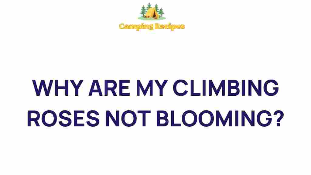 climbing-roses-not-blooming