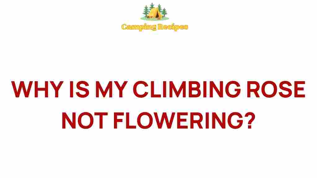 climbing-rose-not-flowering