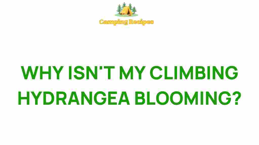climbing-hydrangea-bloom-issues